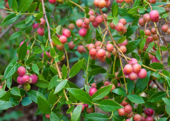 Pink Popcorn