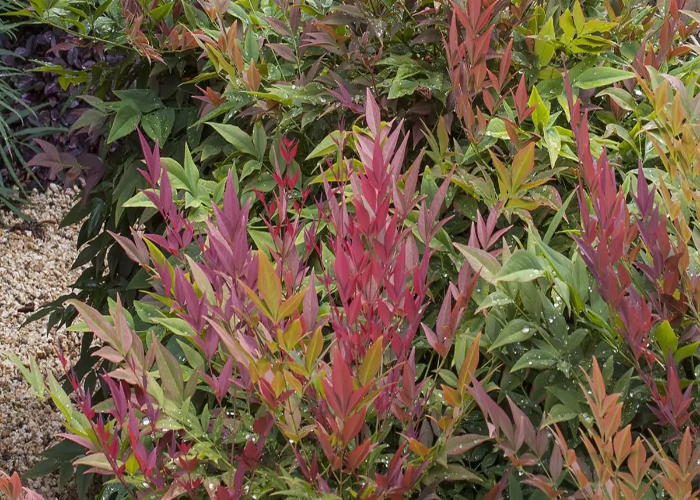 Planning Before Pruning the Nandina Domestica.jpg