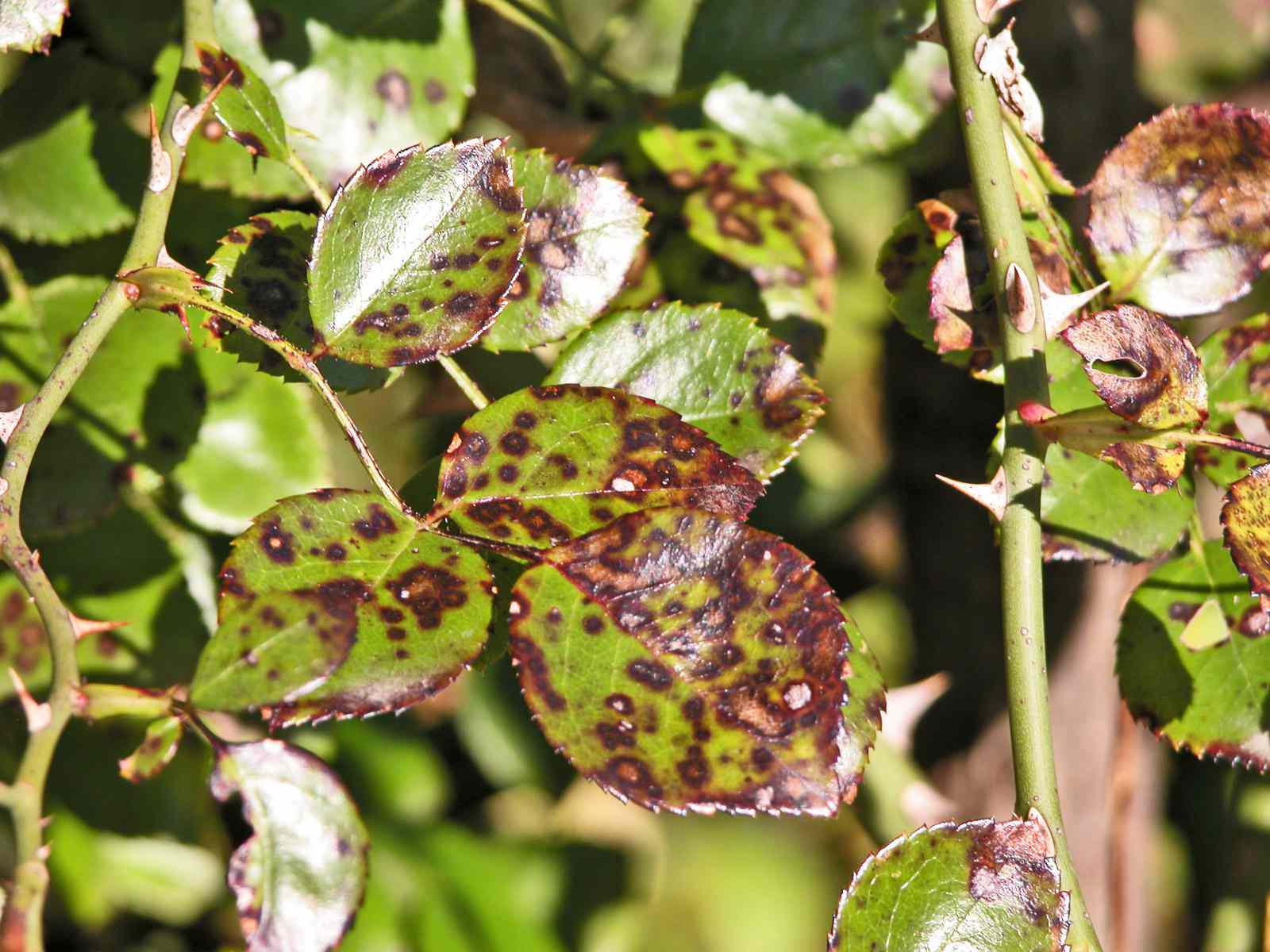 Plant Illnesses Caused by Fungus