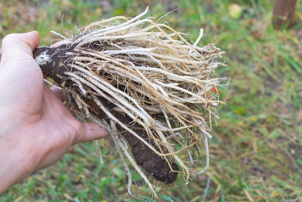 Plantation and Propagation for Arum Lily