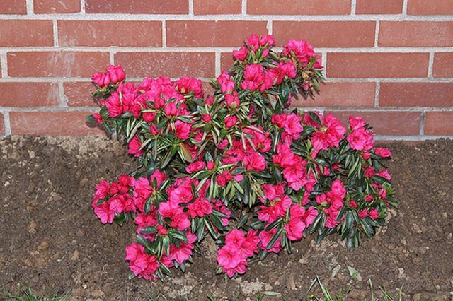 Planting Azaleas