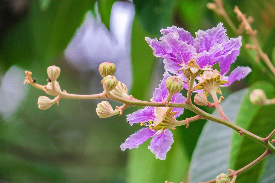 Planting Crape Myrtle