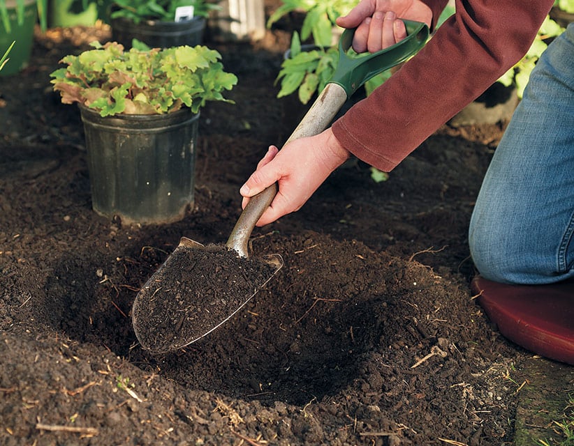 Planting Your Herbaceous Border to Enrich Your Garden