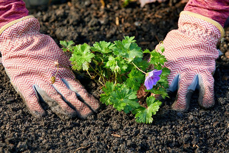 Planting the Area