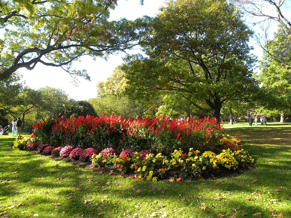 Plants Suited To Growing Under Trees