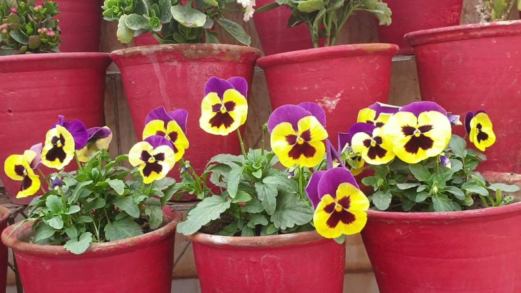 Plotting the Pansies