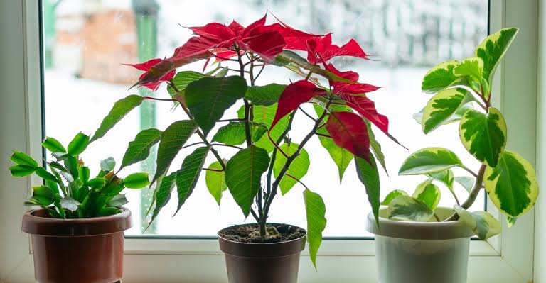 The Ultimate Guide to Growing and Caring for Your Poinsettias - TheArches