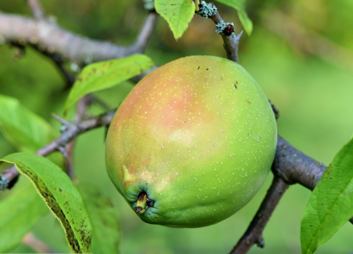 Points to Be Kept in Mind While Growing Quince