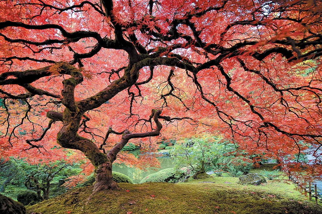 Points to Remember while Pruning an Overgrown Acer