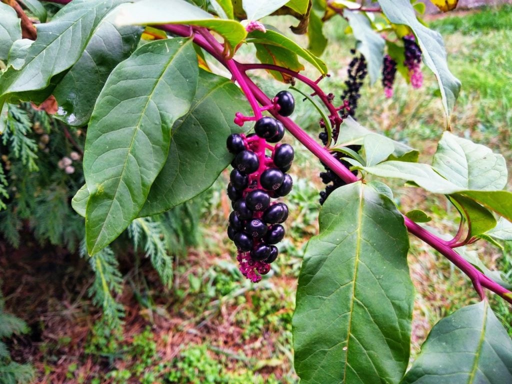 Pokeweed