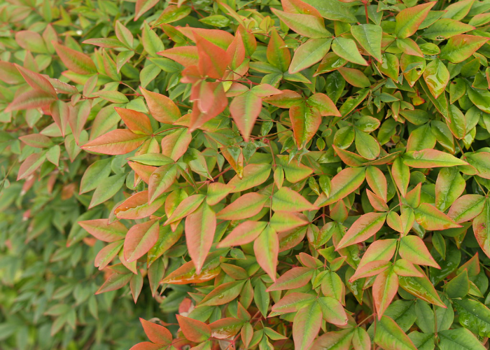 Post-Pruning Activities of Nandina Domestica