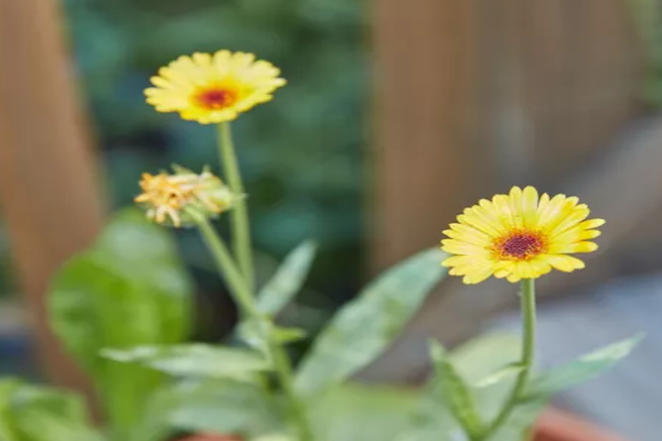 Pot Marigold (1)