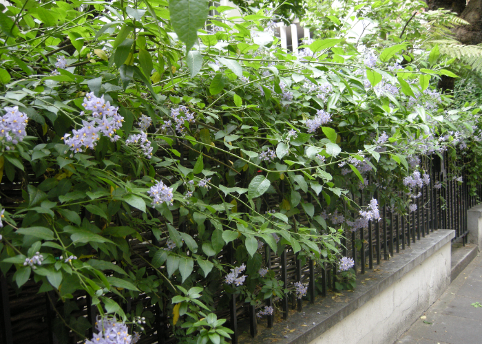 Potato Vines