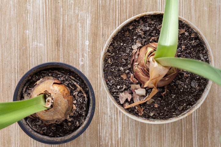 Prepping the Pot and Soil