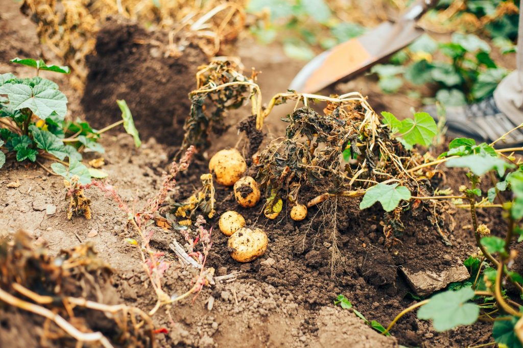 Top Causes of Potato Blight and How to Identify and Prevent Them The