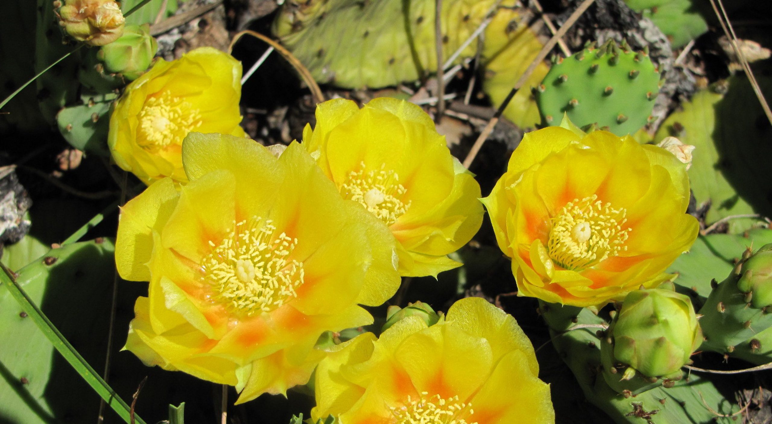 Prickly Pear