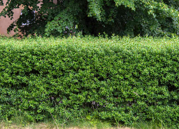 Privet (Ligustrum)