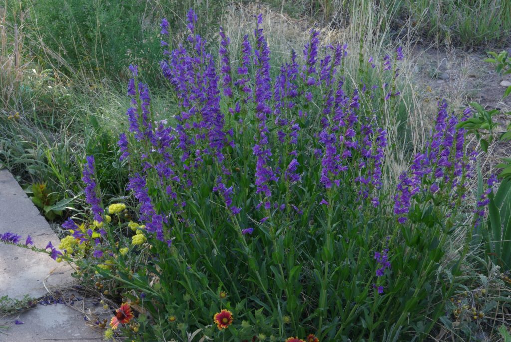 Propagating Penstemon