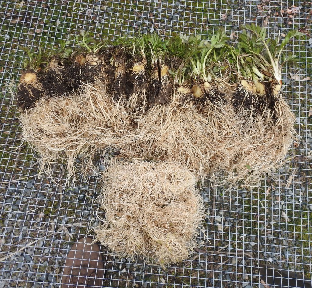 Propagating Valerian