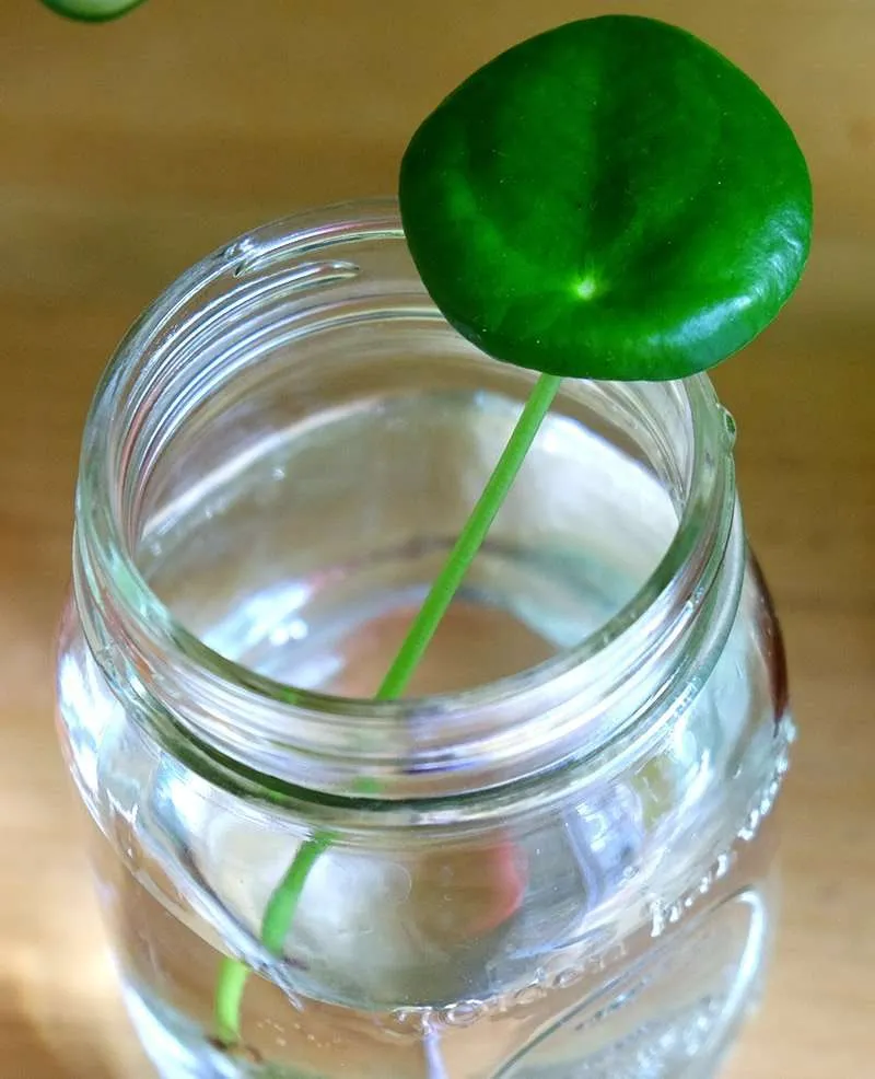 Propagating in Water