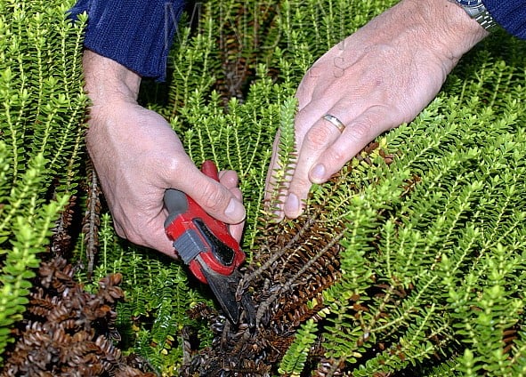 Pruning