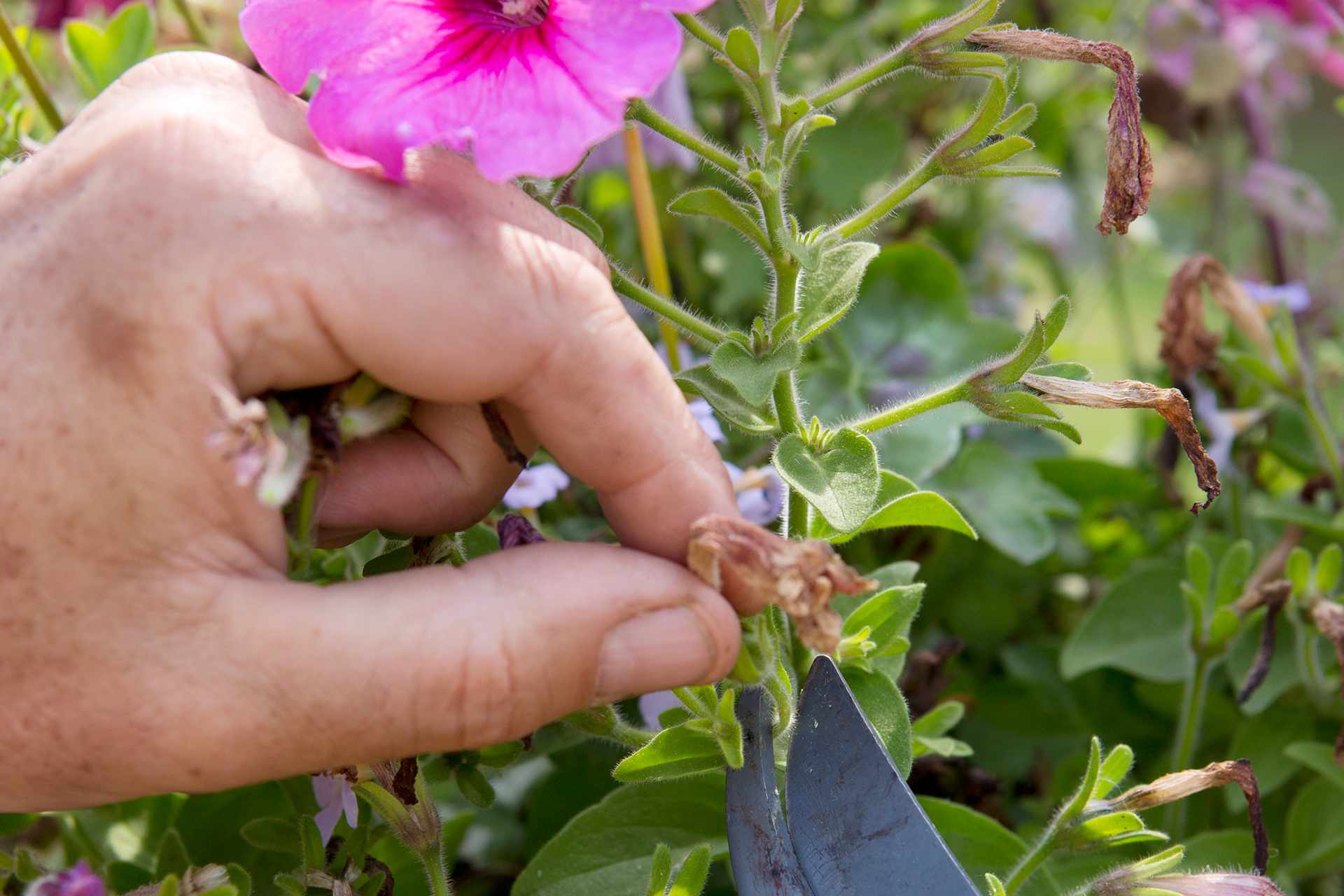 Pruning