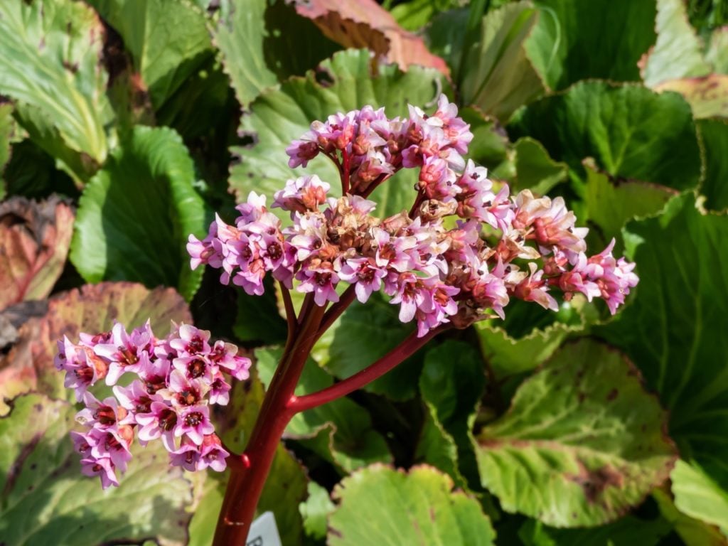 Purple Bergenia