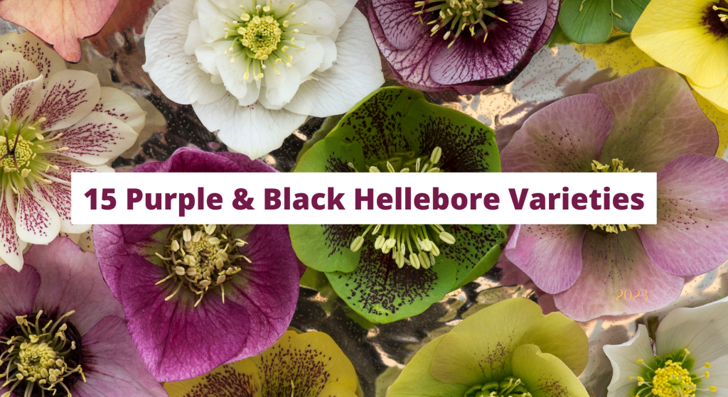 Purple & Black Hellebore Varieties