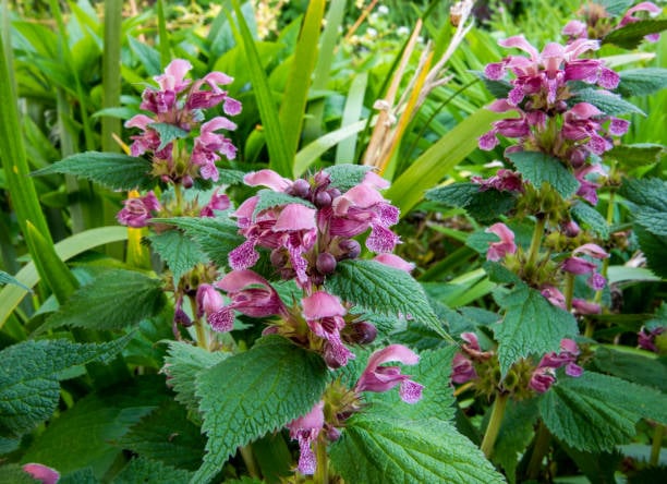 Purple Deadnettle