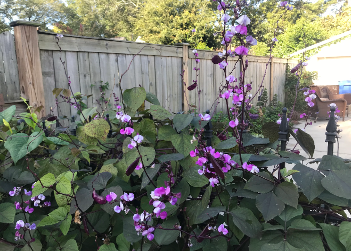 Purple Hyacinth Bean