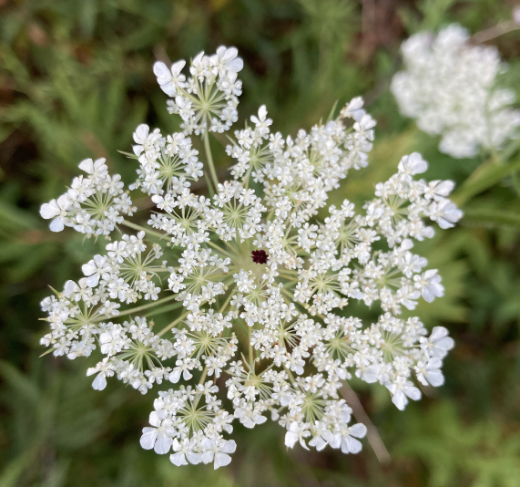 Queen Anne's Lace