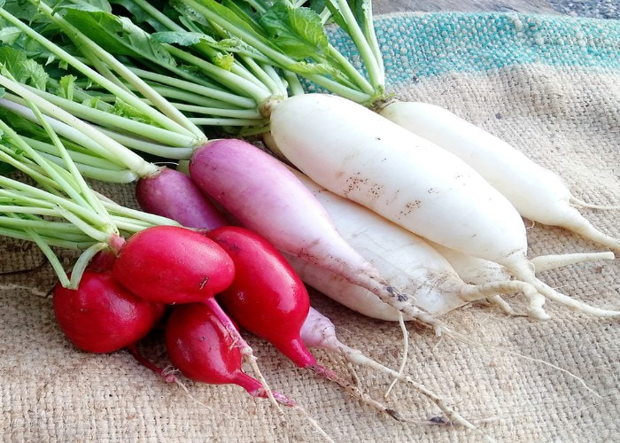 Radish