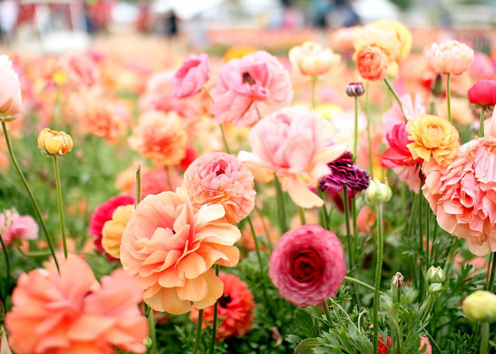 Ranunculus