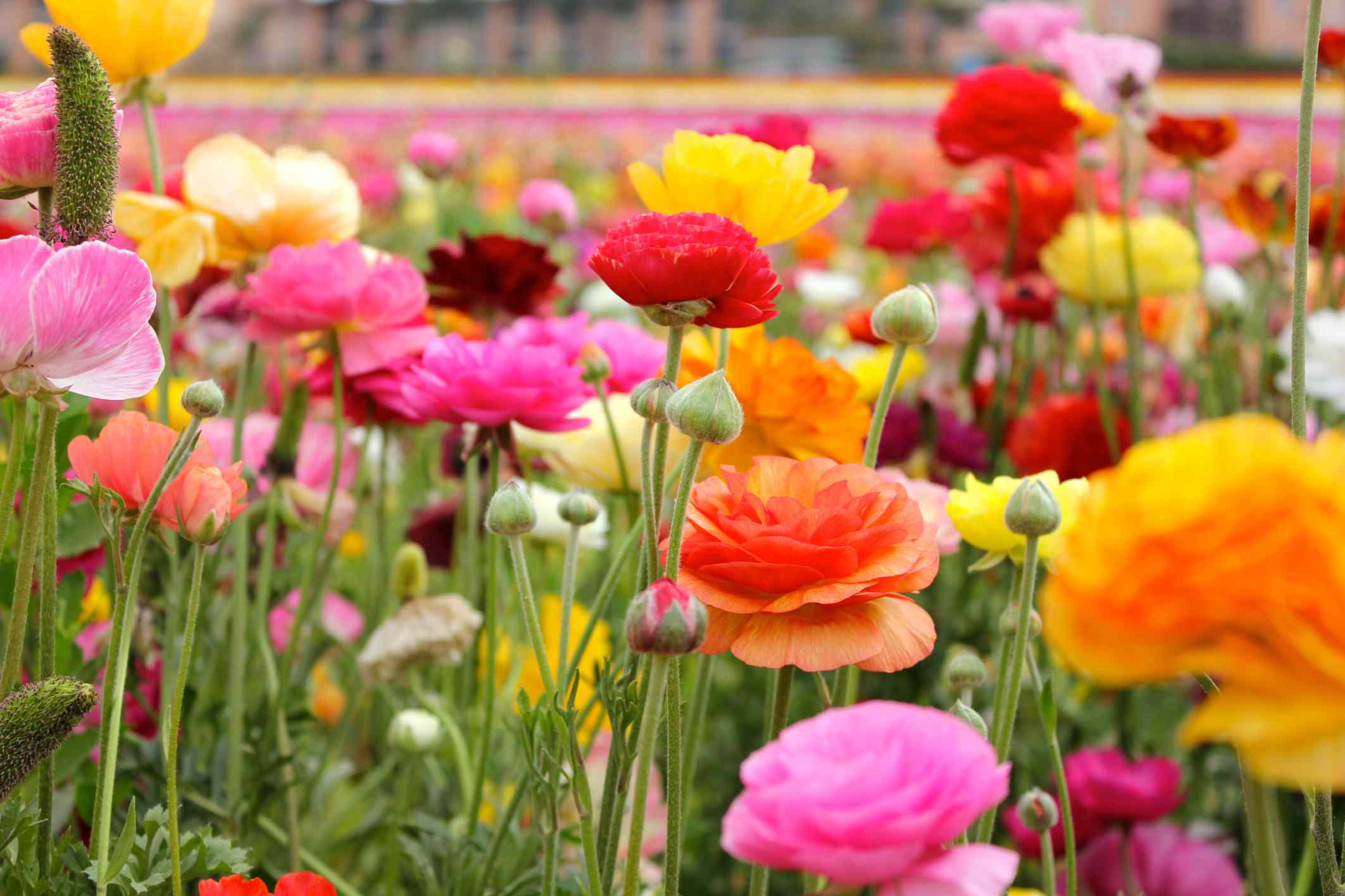 Ranunculus Asiaticus 'Persian Buttercup'