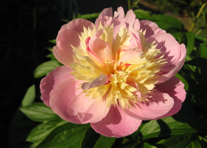 Raspberry Sundae Peony