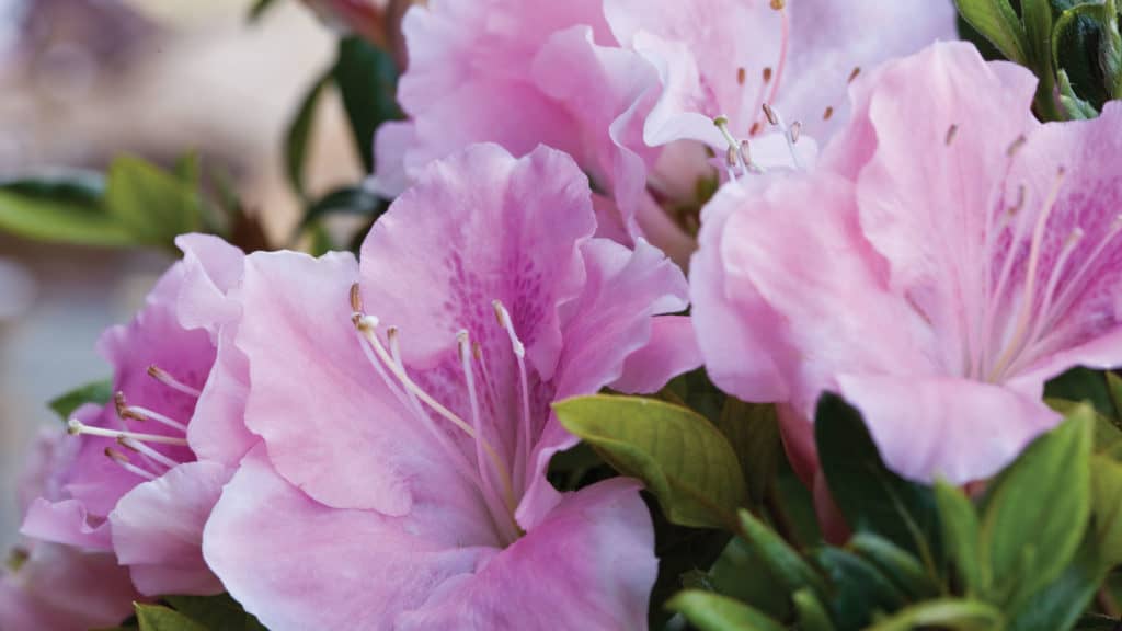 Reasons Your Azalea Has Brown Leaves