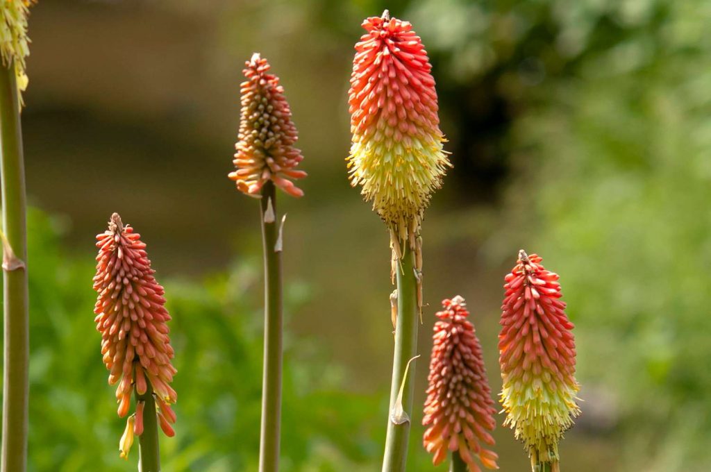 Red Hot Pokers