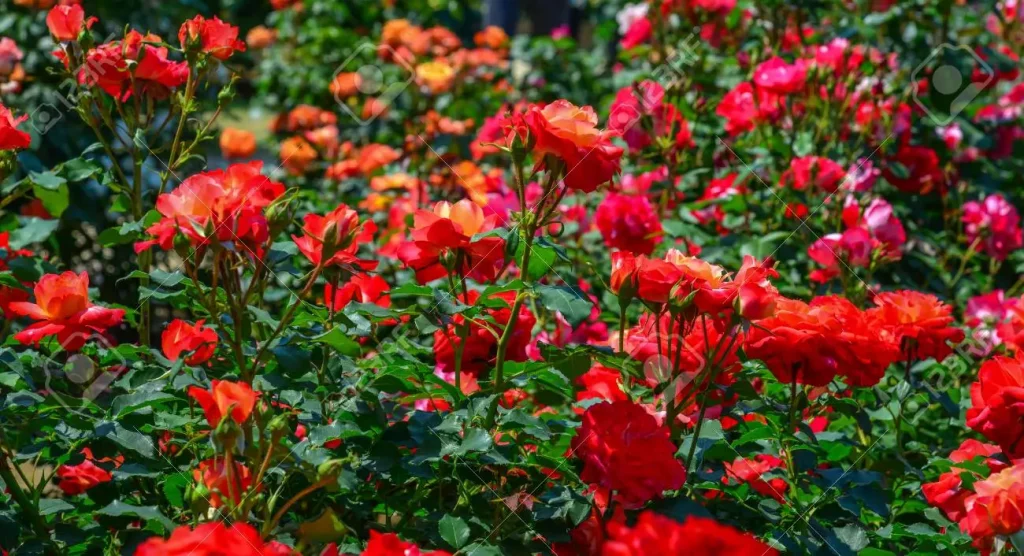 Red Rose Varieties For Your Garden