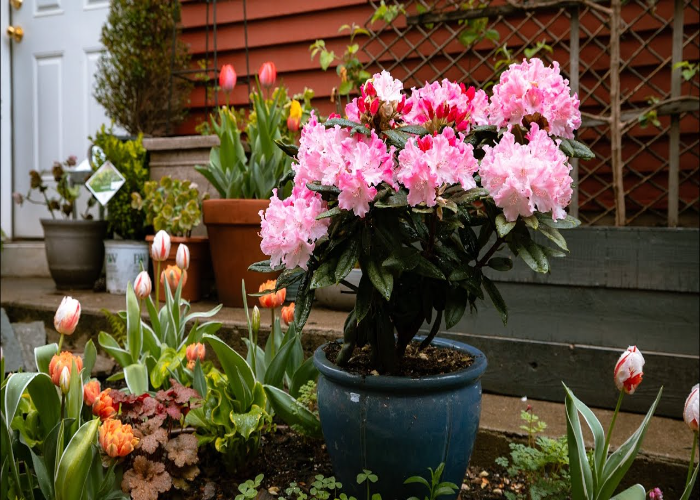 Rhododendron Tree