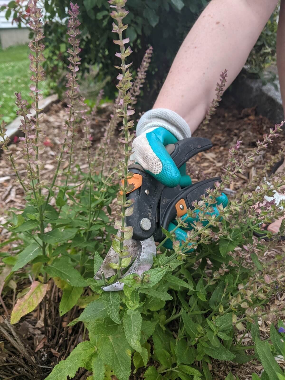 Right Way to Prune Salvia