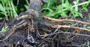 Root Rot