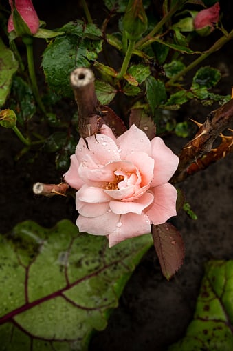 Rose plant