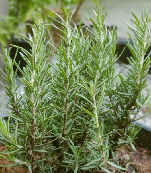 Rosemary (Rosmarinus Officinalis)