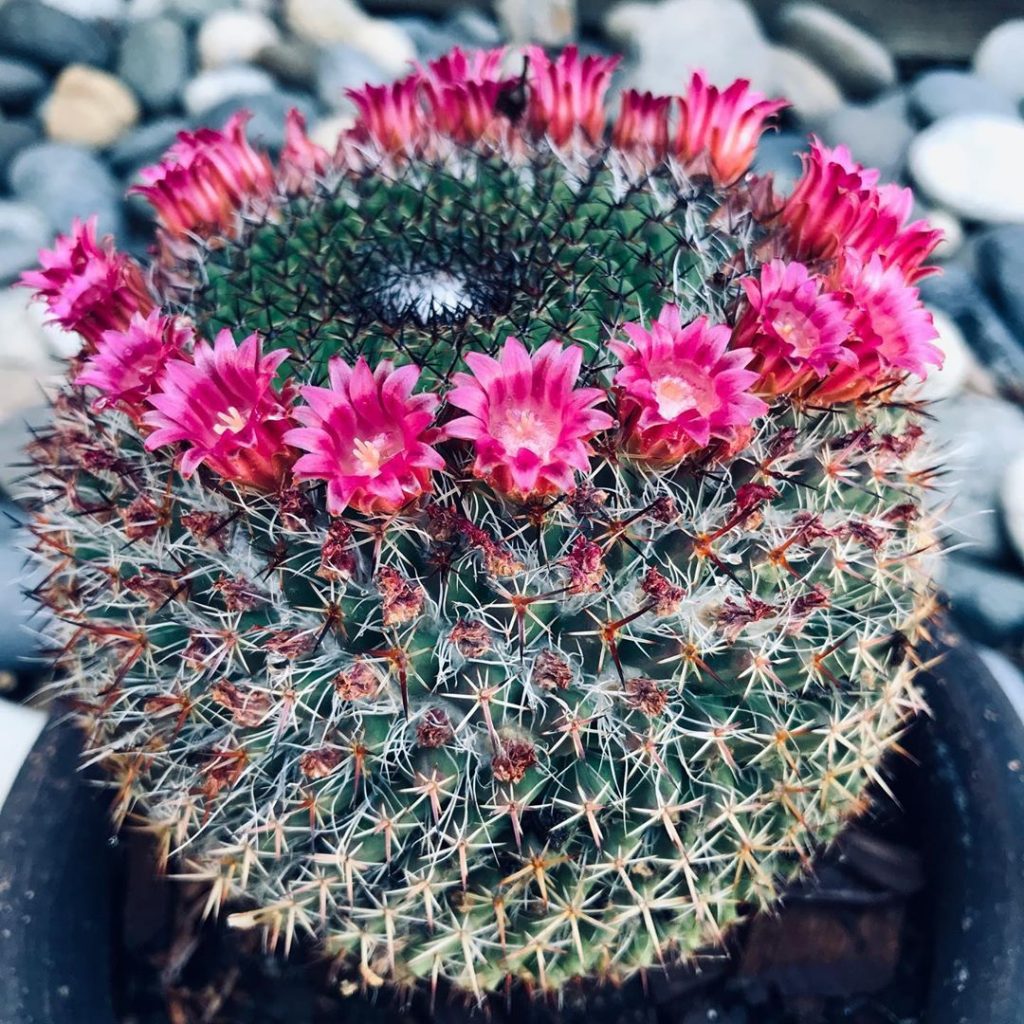 Rosy Pincushion Cactus