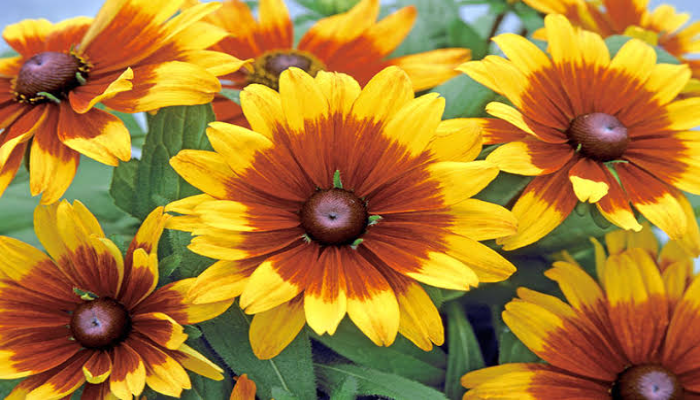 Rudbeckia