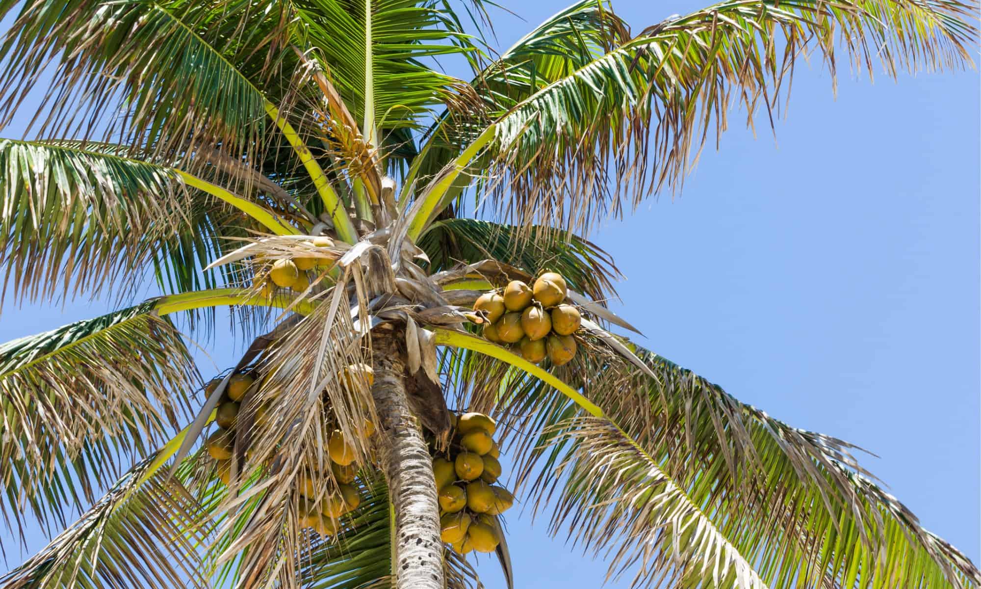 Safety and Health of Palm Trees