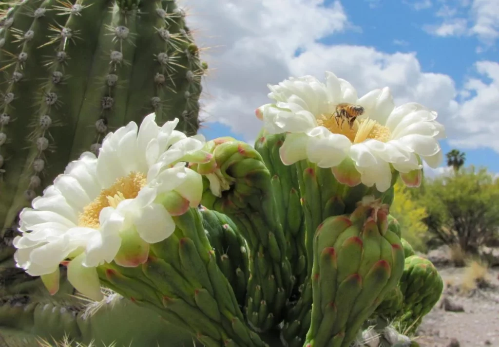 Saguaro Cactus Flowers