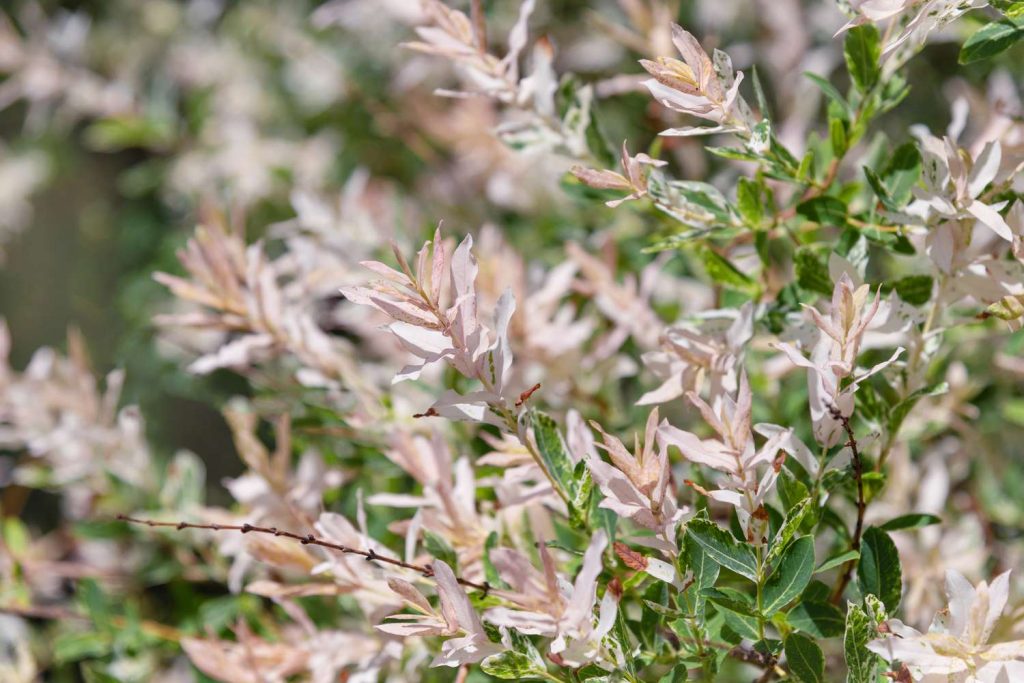 Salix Integra 'Hakuro-Nishiki' Plant Care Tips