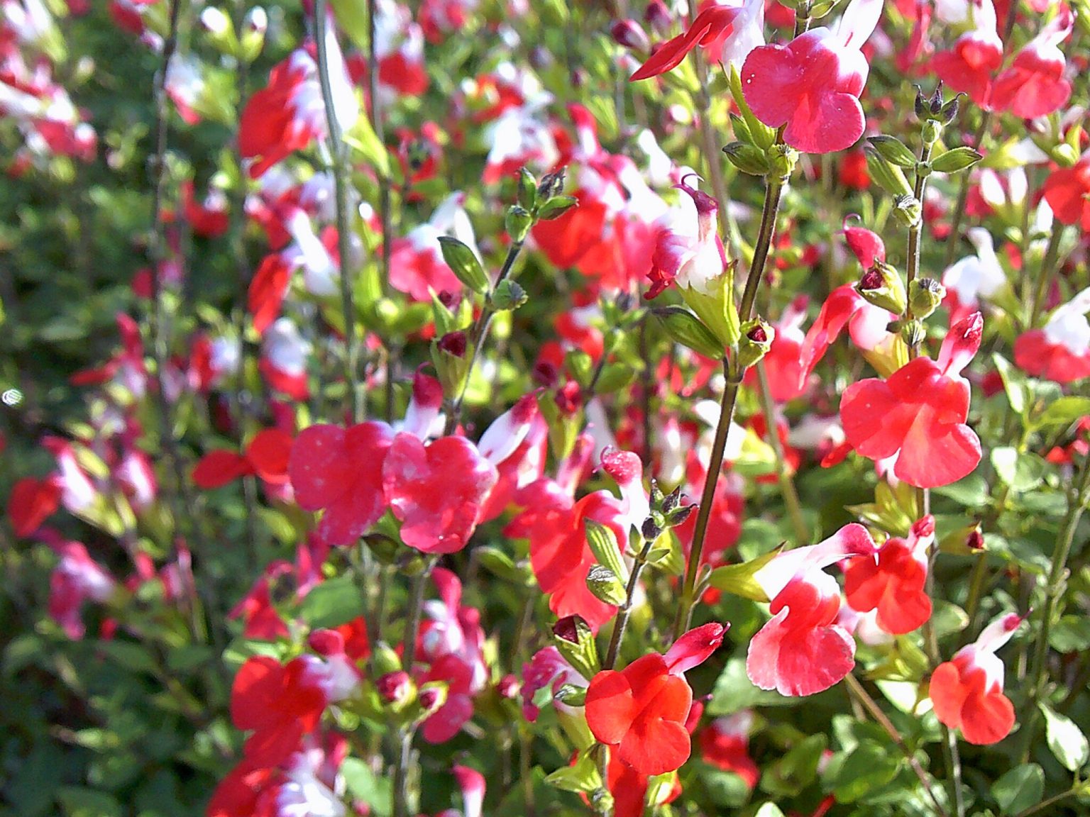 When and How to Cut Back Salvia 'Hot Lips' Plant Caring Guide The Arches