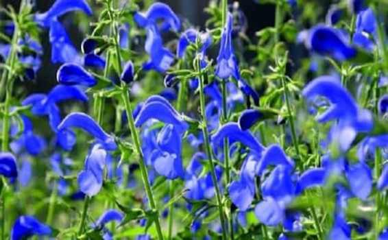 Salvia Patens ‘Patio’ Deep Blue or Gentian Sage